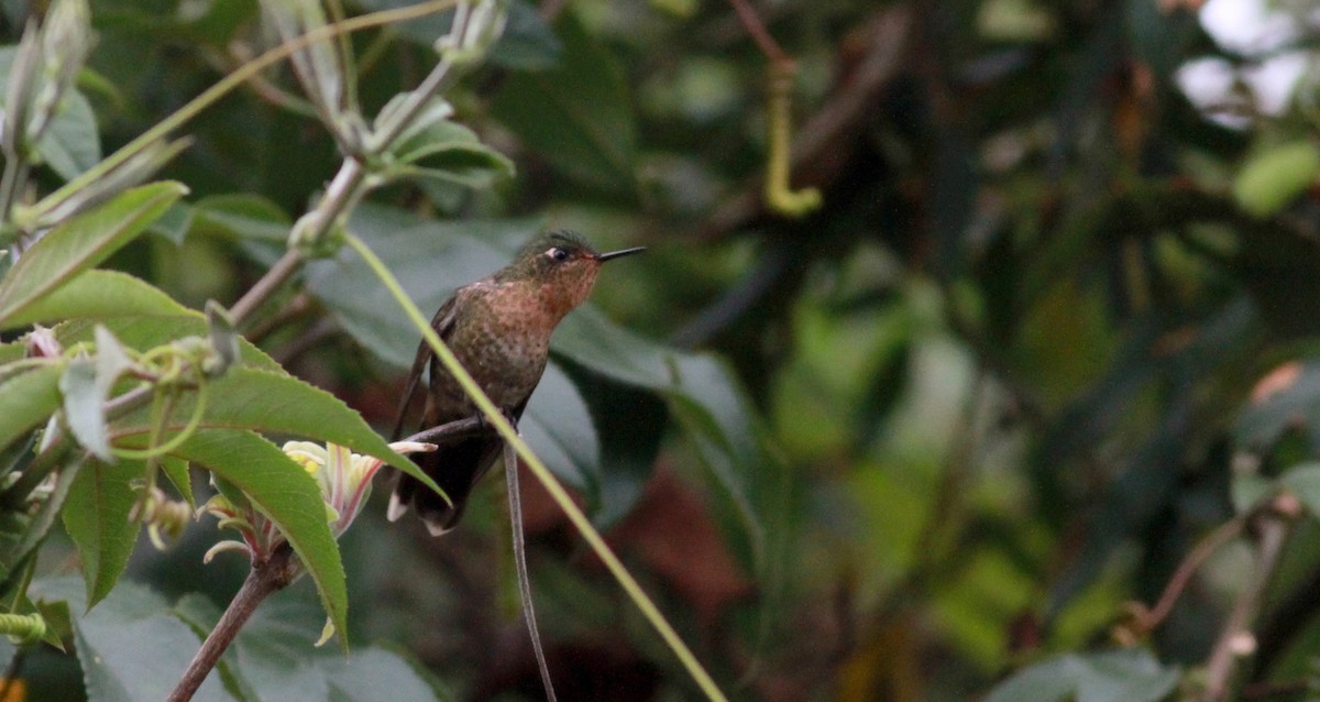 kolibřík dřišťálový (ssp. oreopola) - ML22113051
