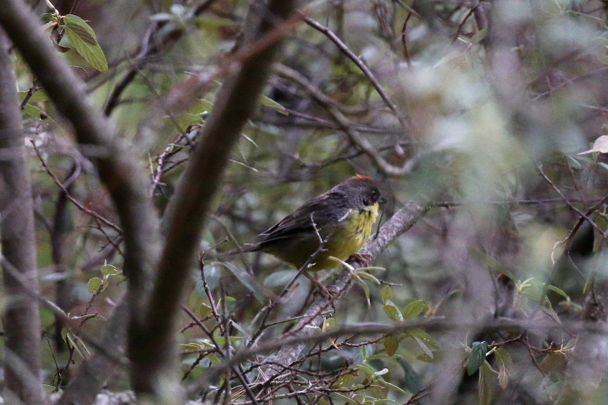 Rufous-capped Brushfinch - ML221130551