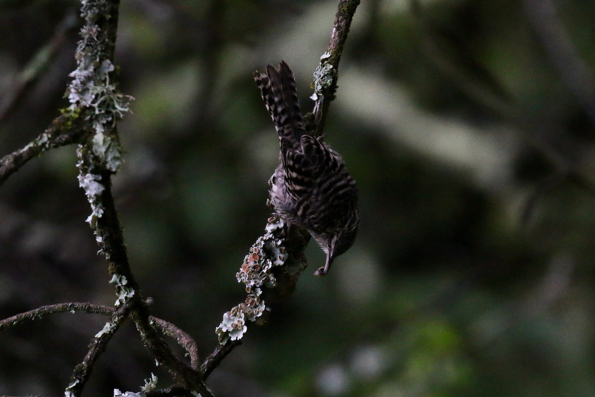 Gray-barred Wren - ML221131131