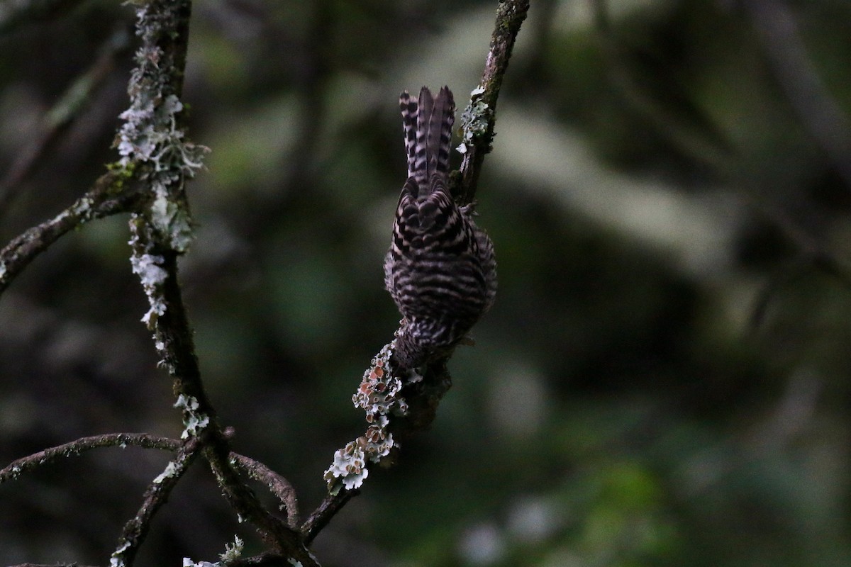 Gray-barred Wren - ML221131151