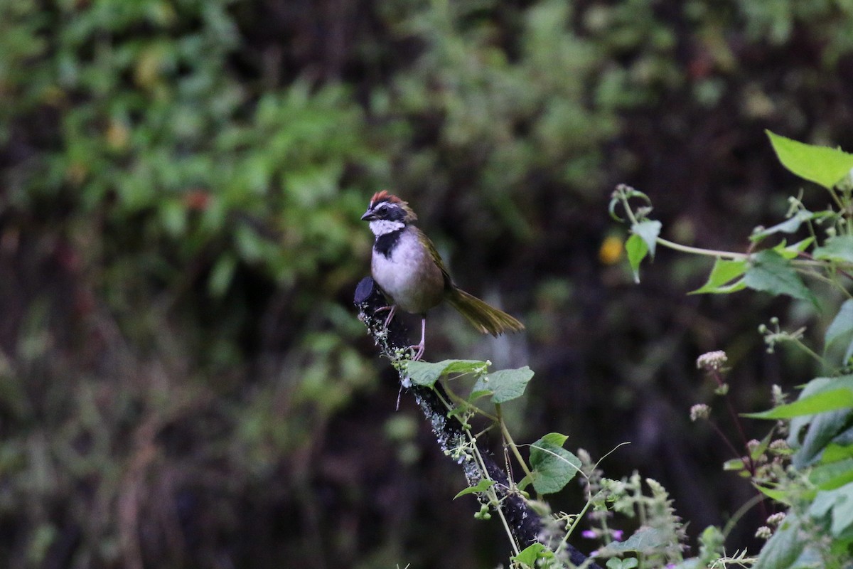 Collared Towhee - ML221131231