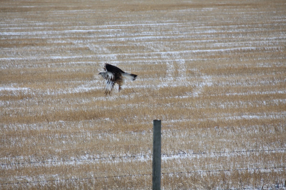 Rough-legged Hawk - ML221131821