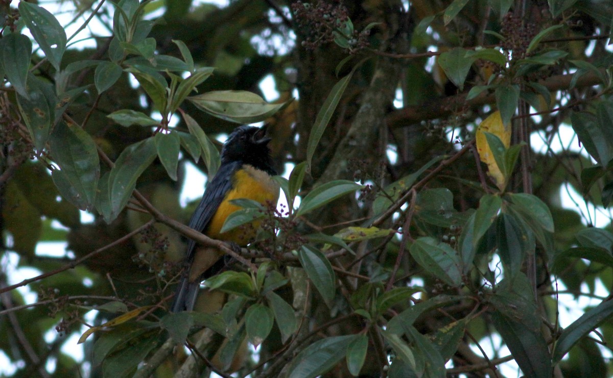 Buff-breasted Mountain Tanager (Buff-breasted) - Jay McGowan