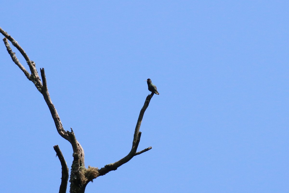 kolibřík skvostný - ML221132411