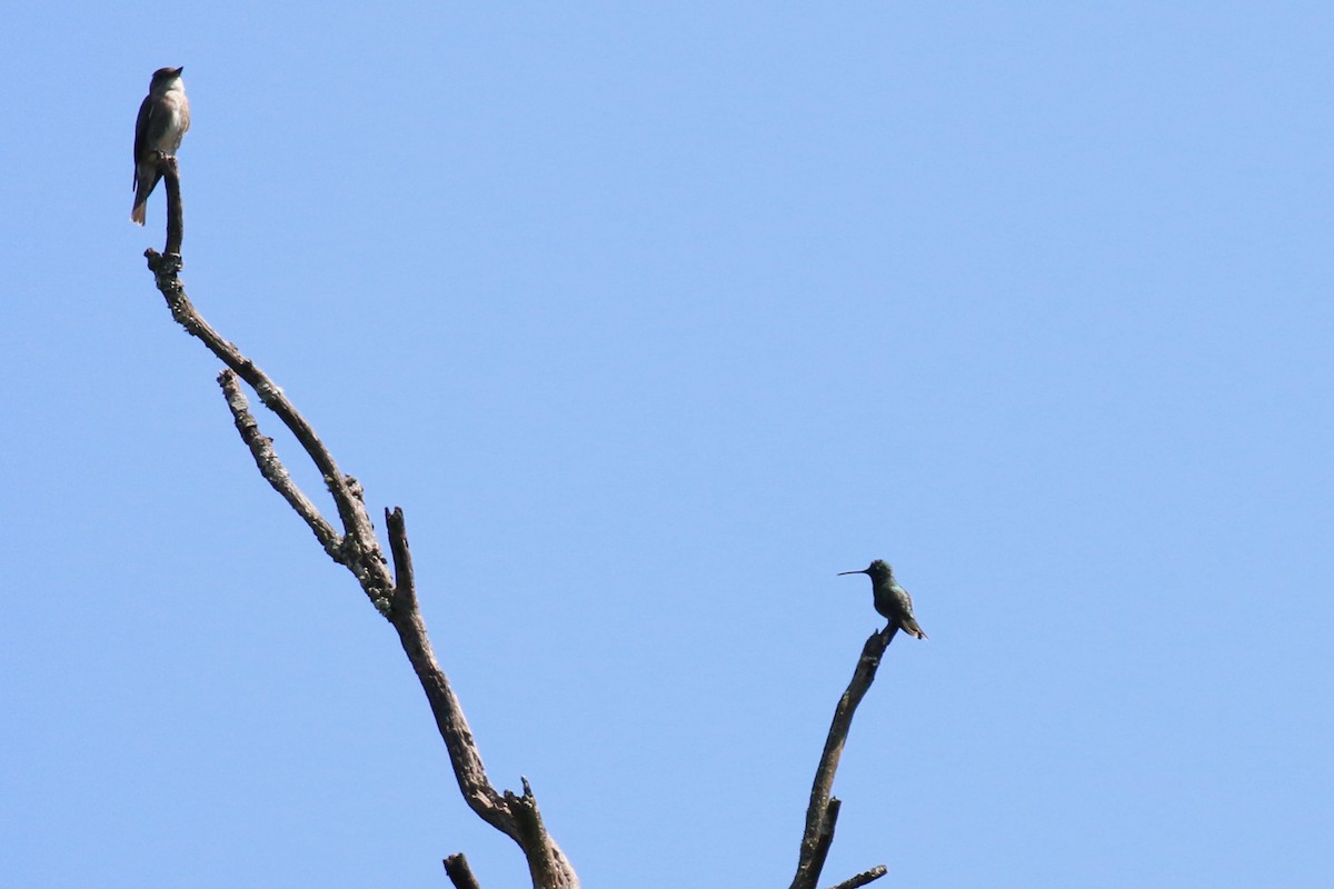 kolibřík skvostný - ML221132421