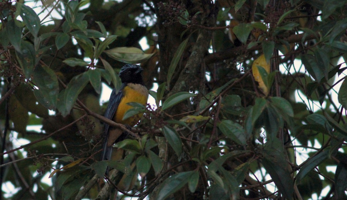 Buff-breasted Mountain Tanager (Buff-breasted) - Jay McGowan