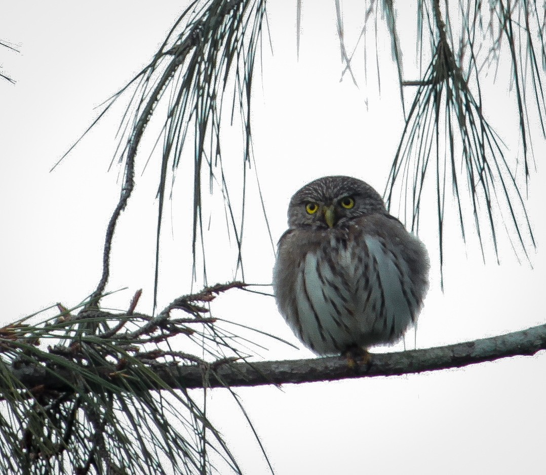 Peruvian Pygmy-Owl - ML221133381