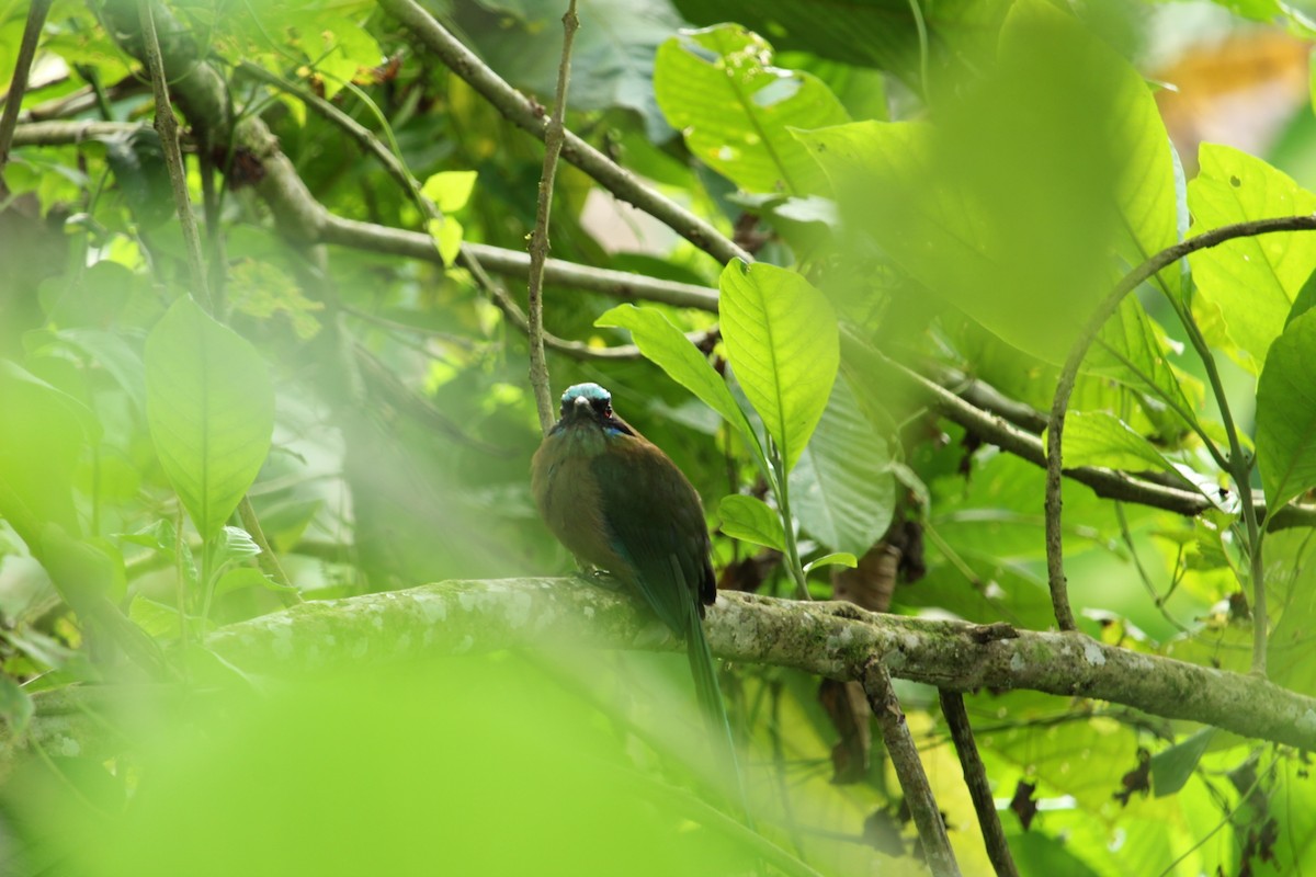 Rötelbauchmotmot - ML221133651