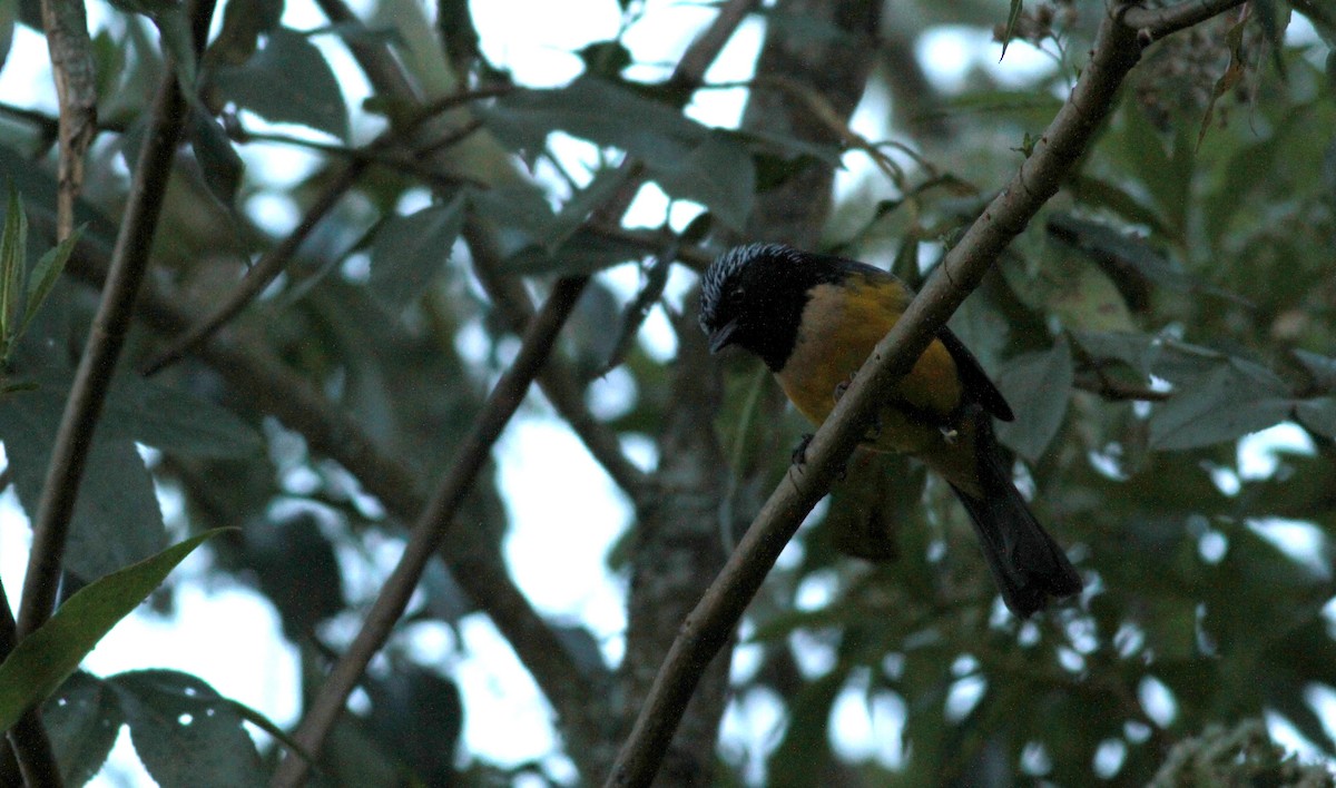 Buff-breasted Mountain Tanager (Buff-breasted) - ML22113381