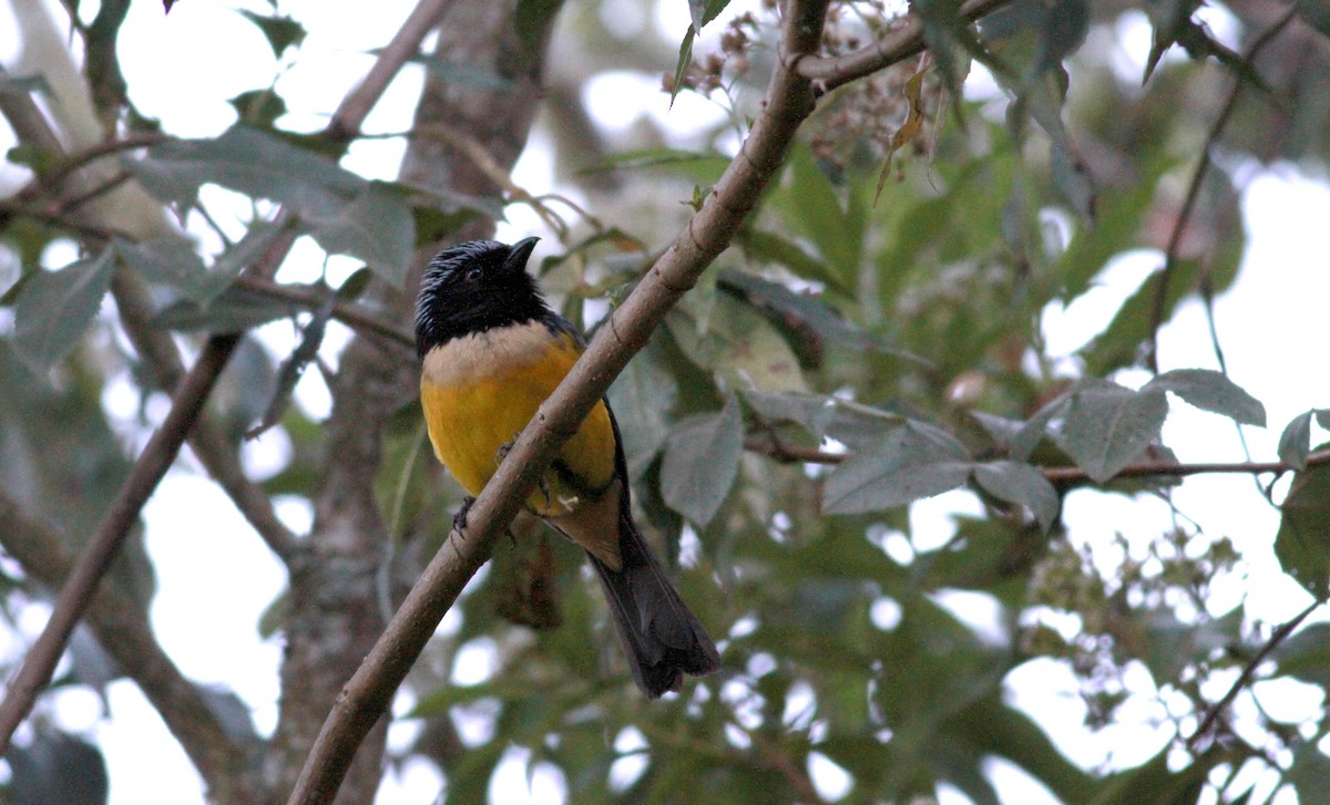 Buff-breasted Mountain Tanager (Buff-breasted) - Jay McGowan