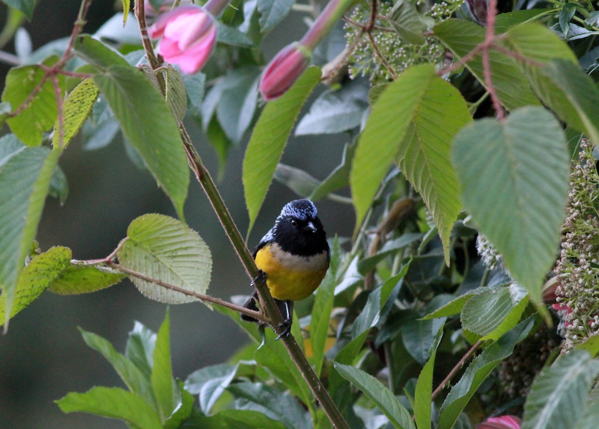 Tangara Pechifulva (taeniata) - ML22113511