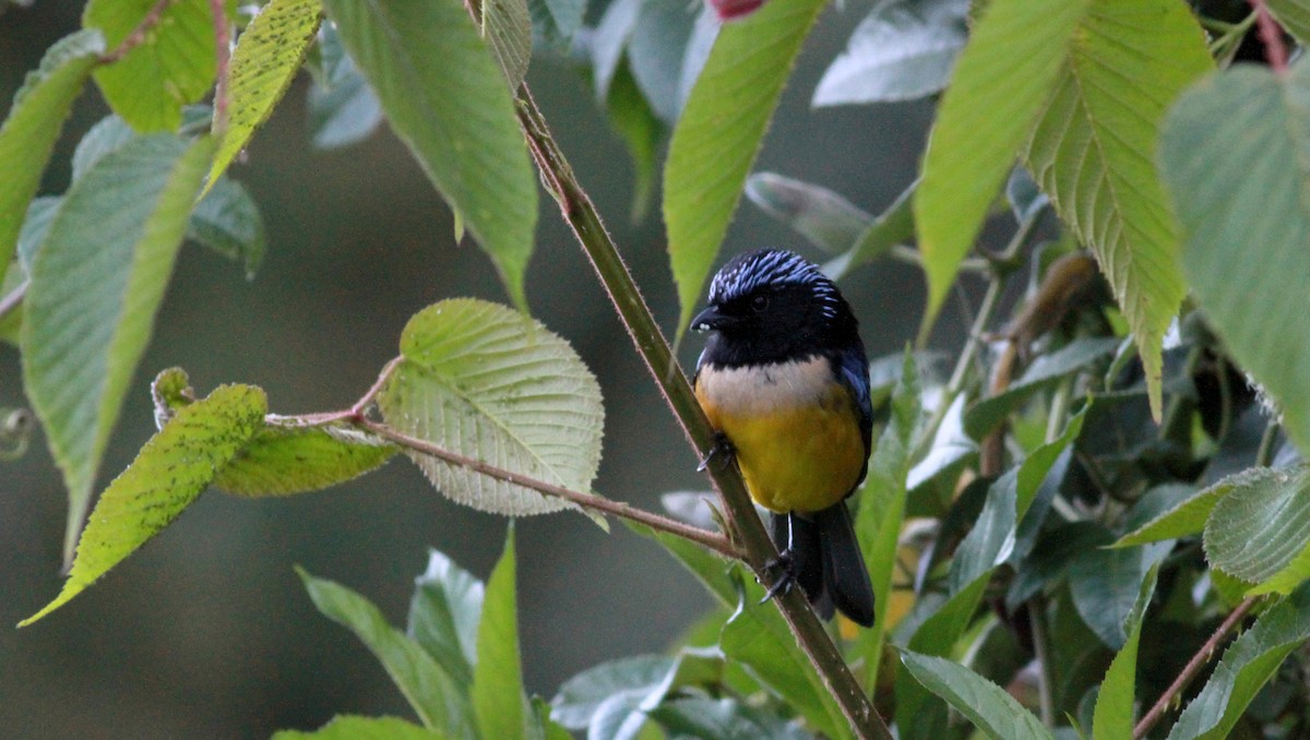 Buff-breasted Mountain Tanager (Buff-breasted) - Jay McGowan