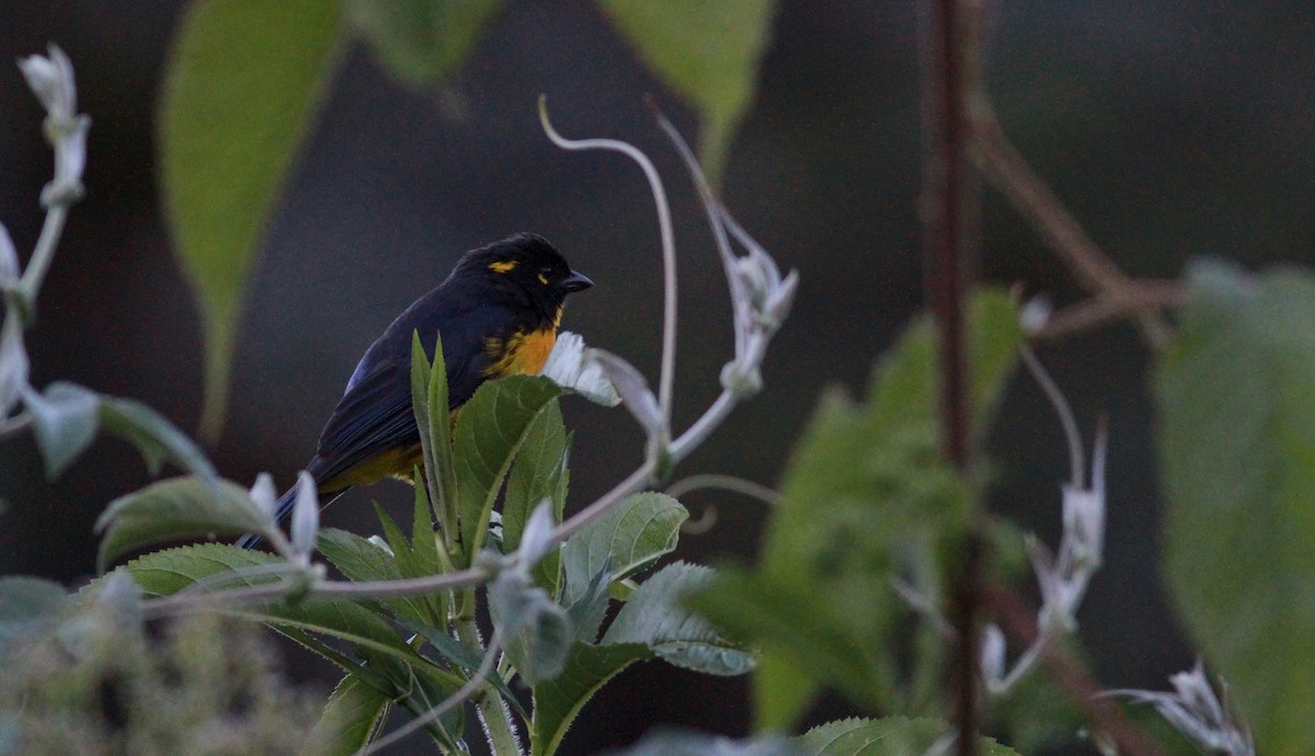 Lacrimose Mountain Tanager (melanops) - ML22113561