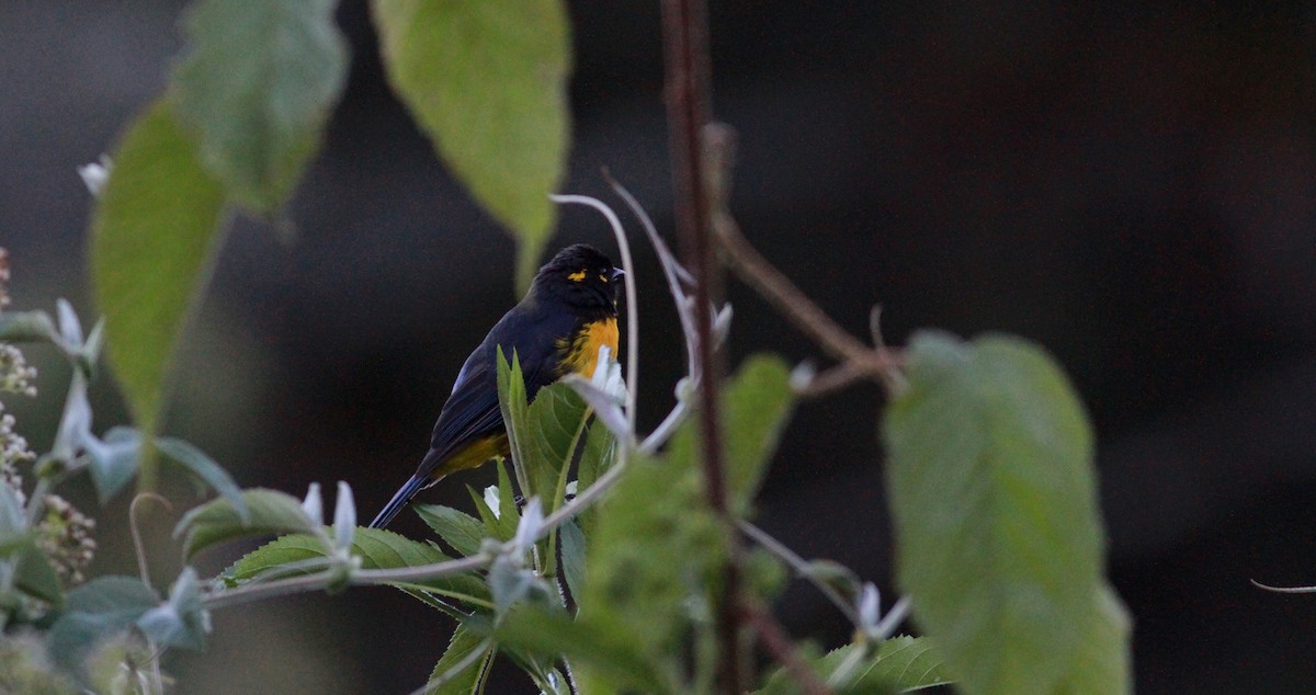 キボシヤマフウキンチョウ（melanops） - ML22113581