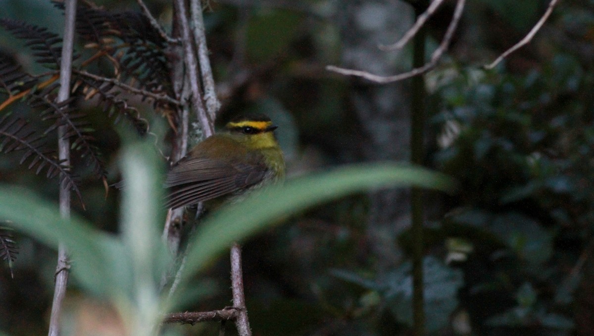 Yellow-bellied Chat-Tyrant - Jay McGowan