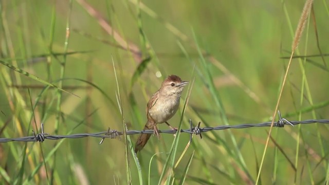 Tawny Grassbird - ML221135981