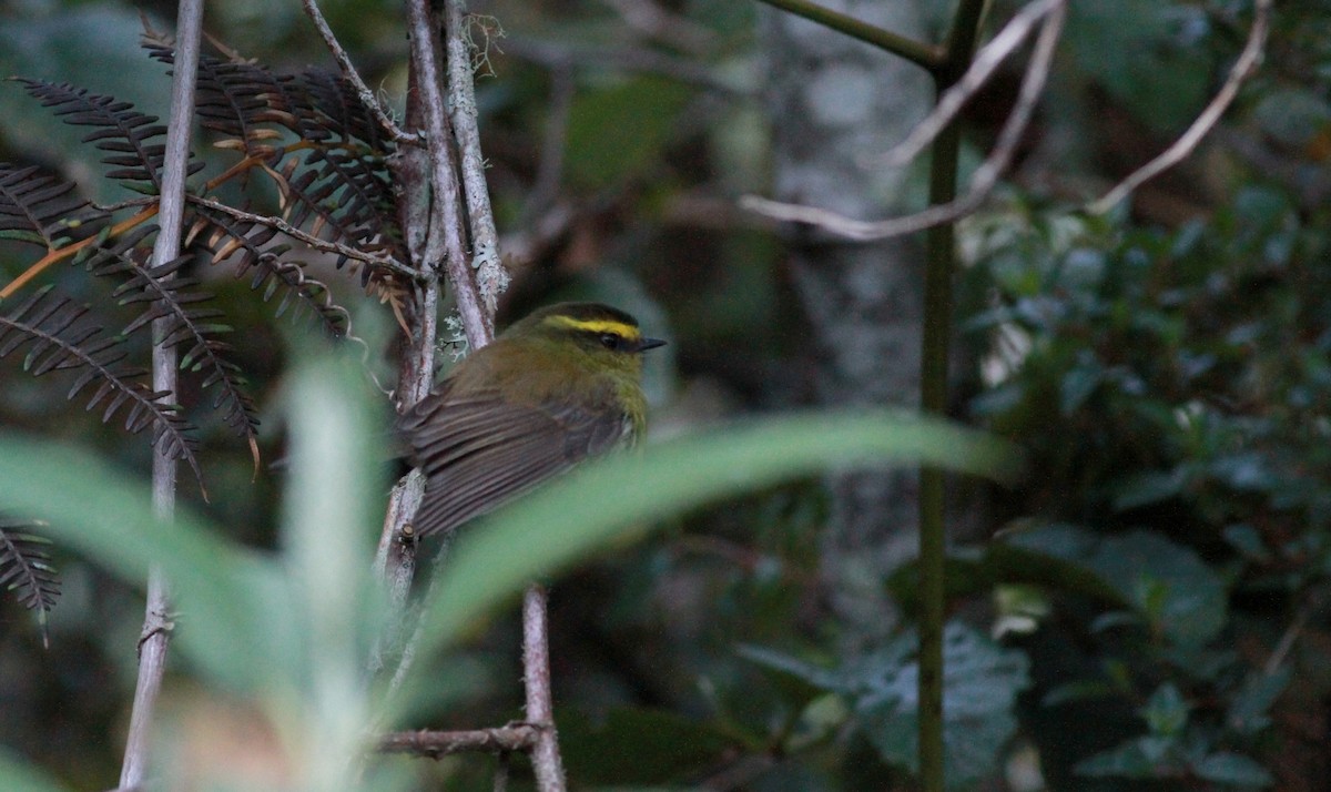 Yellow-bellied Chat-Tyrant - Jay McGowan