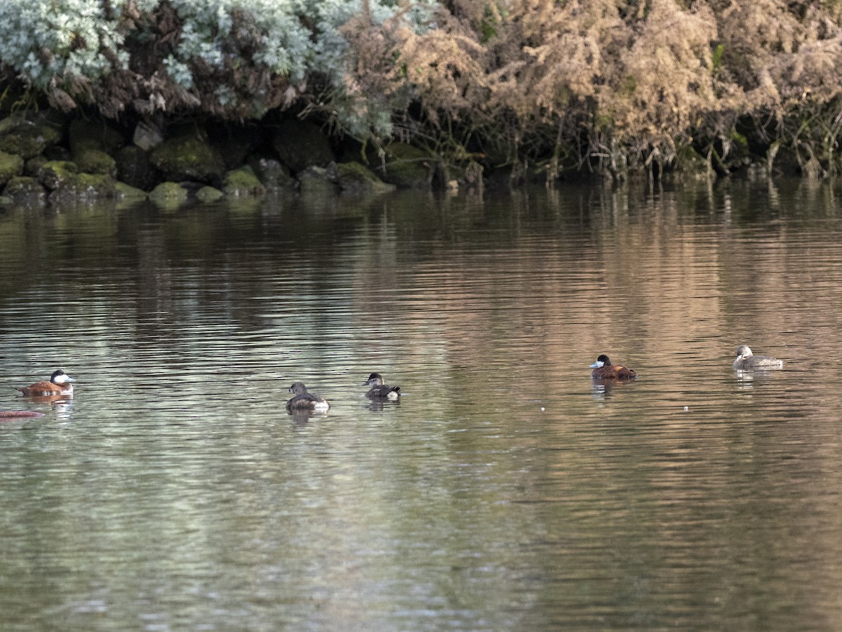 Ruddy Duck - Steven Hunter