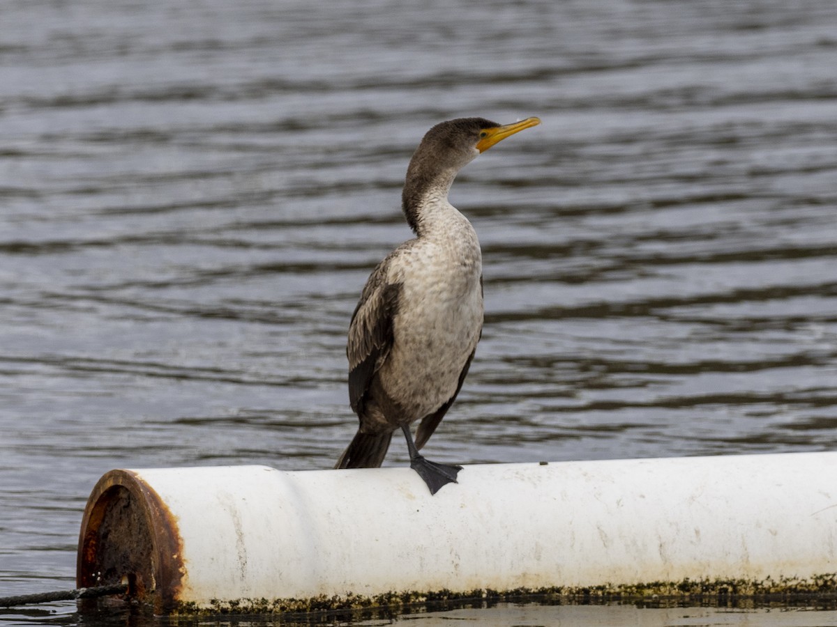 Double-crested Cormorant - Steven Hunter