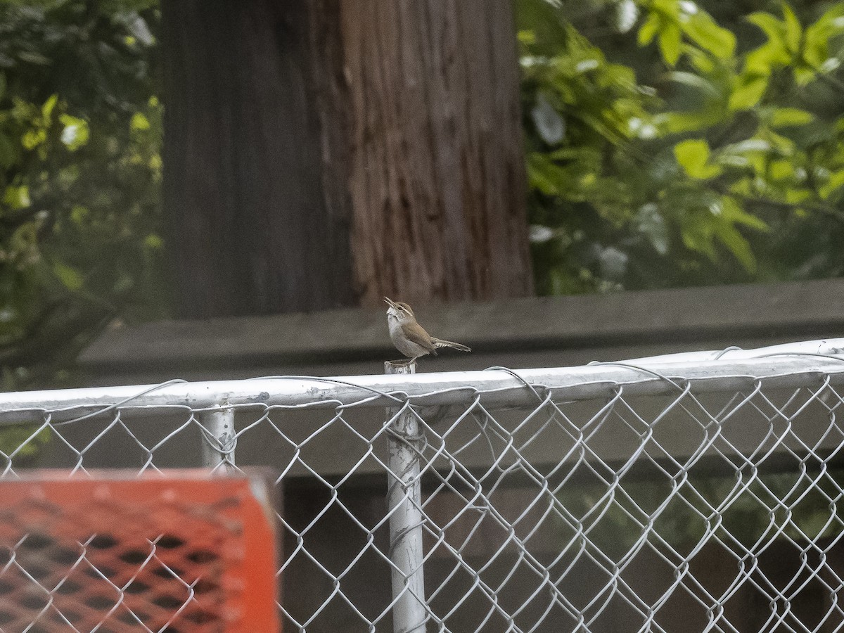 Bewick's Wren - ML221136611