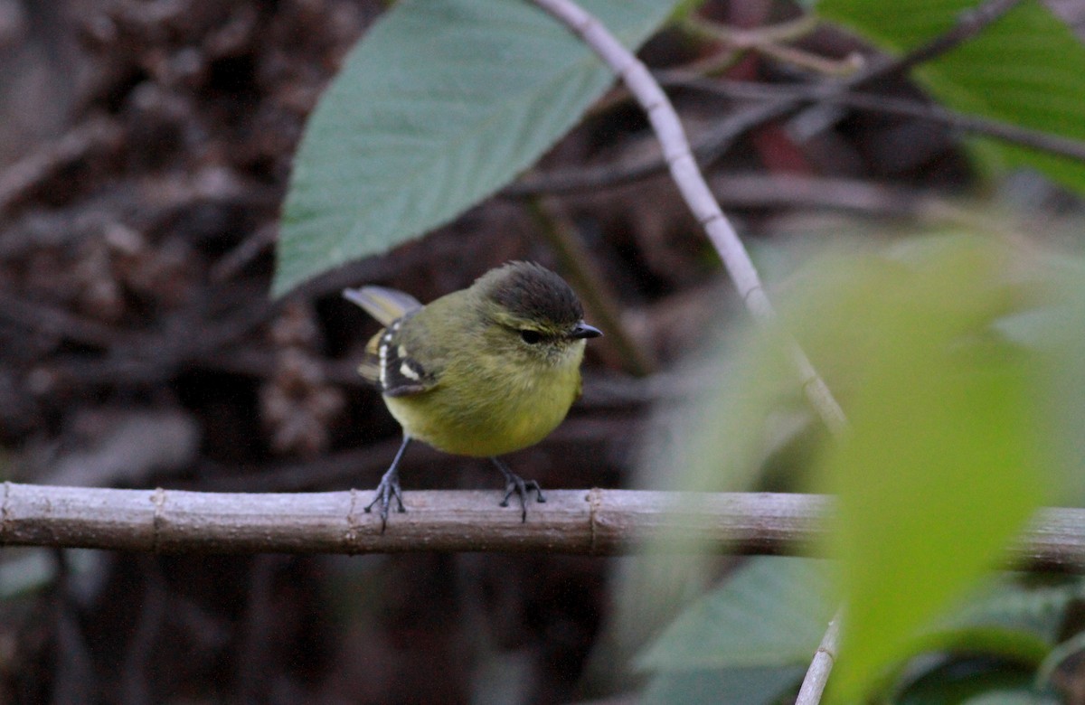 Black-capped Tyrannulet - ML22113691