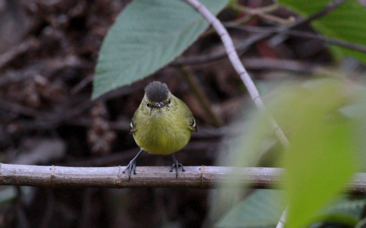 Black-capped Tyrannulet - Jay McGowan