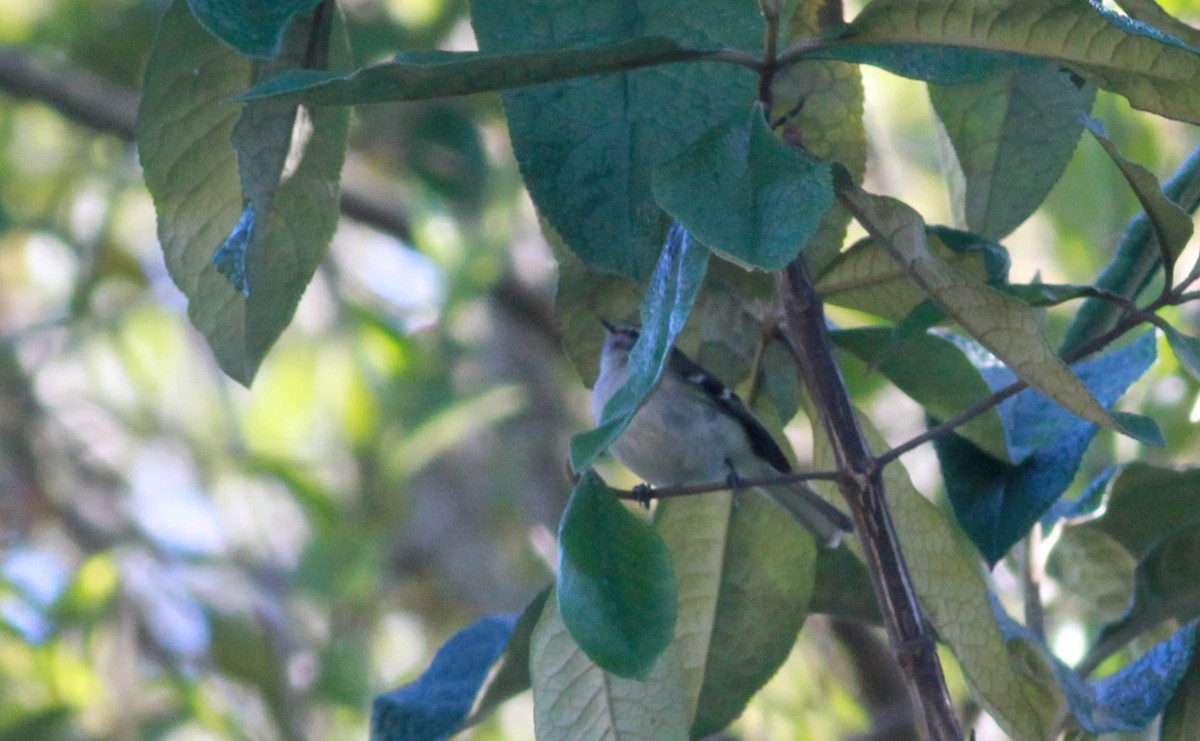 White-banded Tyrannulet - Jay McGowan