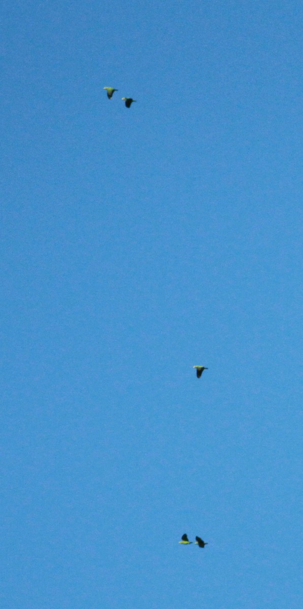 Scaly-naped Parrot - Jay McGowan