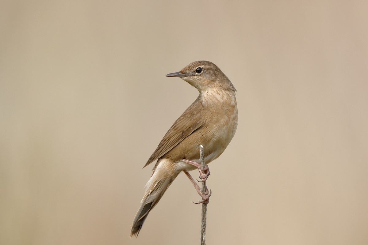 Savi's Warbler - ML221138551