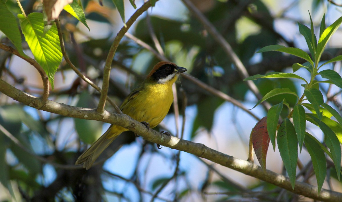 Tohi moustachu (meridae) - ML22113861