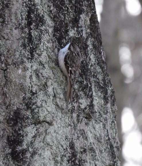 Brown Creeper - T C