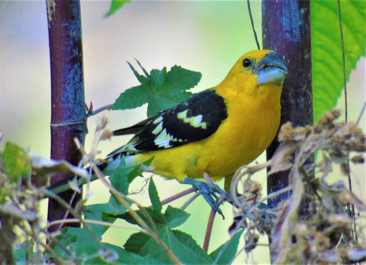 Yellow Grosbeak (Northern) - David Molina