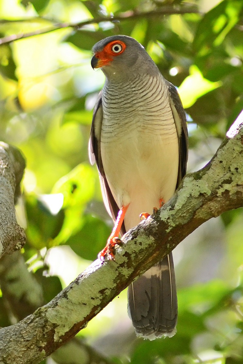 Cryptic Forest-Falcon - ML221141491