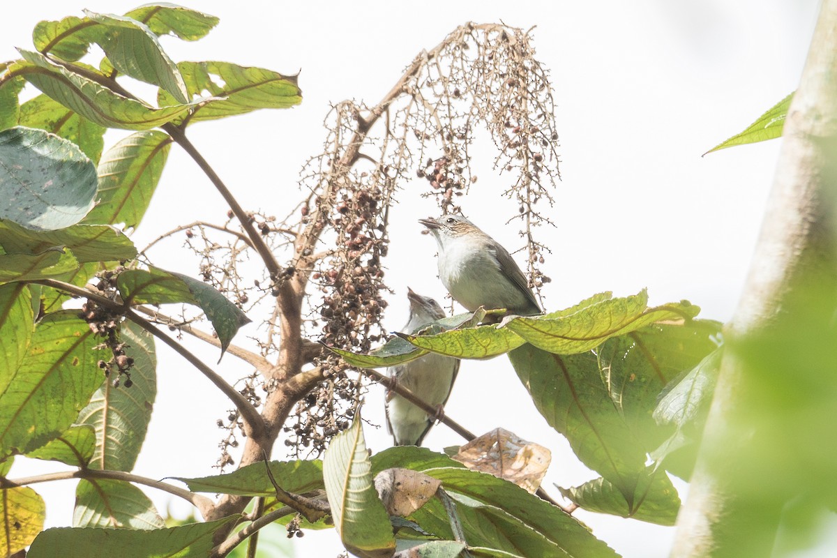 Striated Yuhina (Gray-crowned) - Wich’yanan Limparungpatthanakij