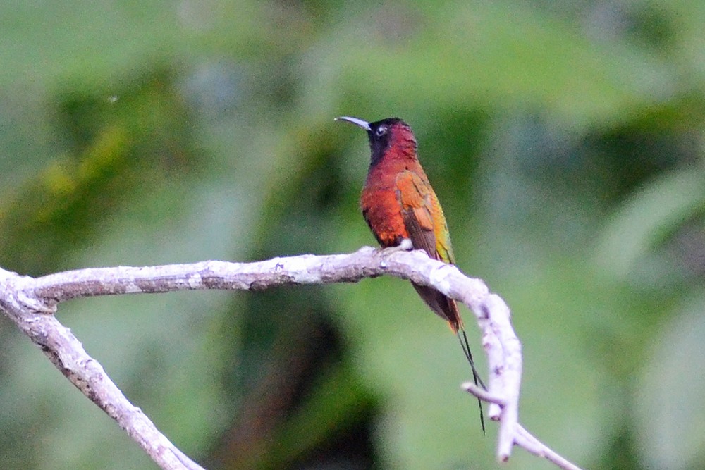 Colibrí Topacio - ML221142791