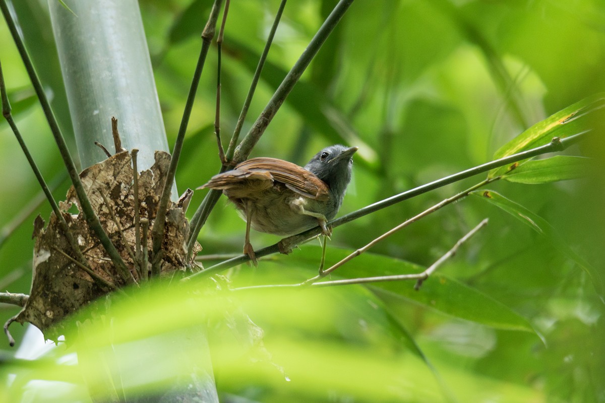 Chestnut-winged Babbler - ML221142851