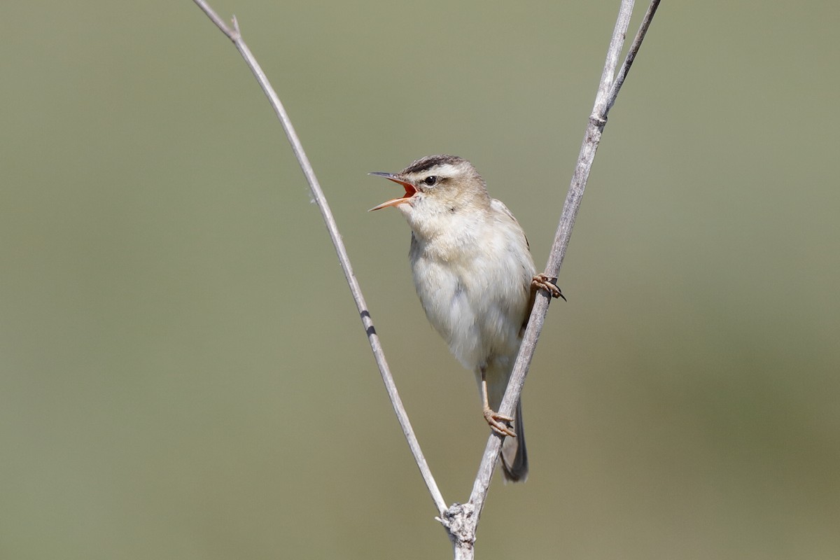 Sedge Warbler - ML221143591