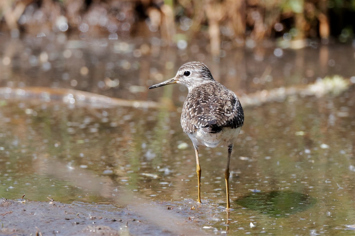 Wood Sandpiper - Holger Teichmann