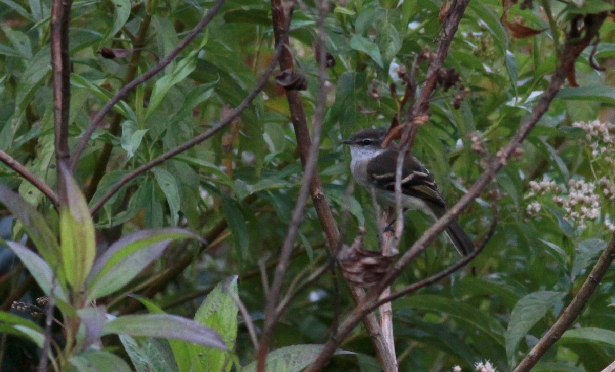 White-throated Tyrannulet - ML22114431