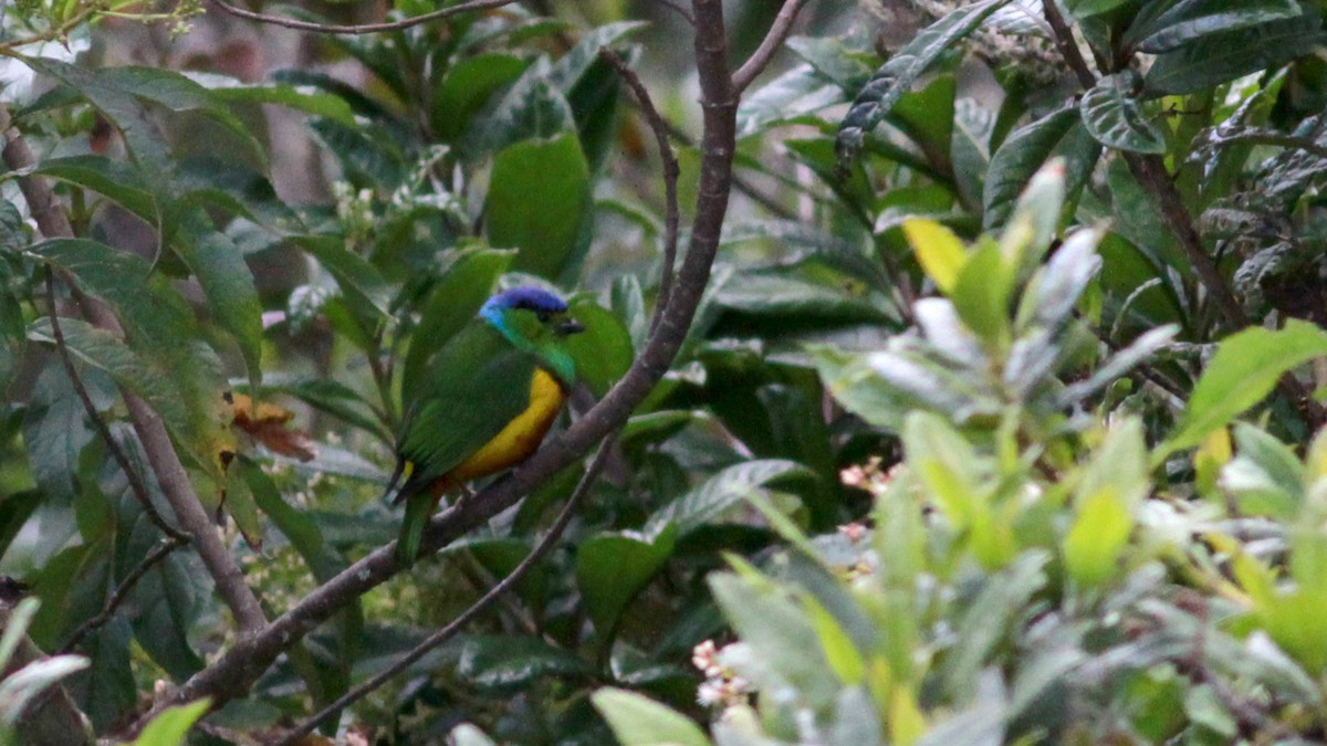 Chestnut-breasted Chlorophonia - ML22114441