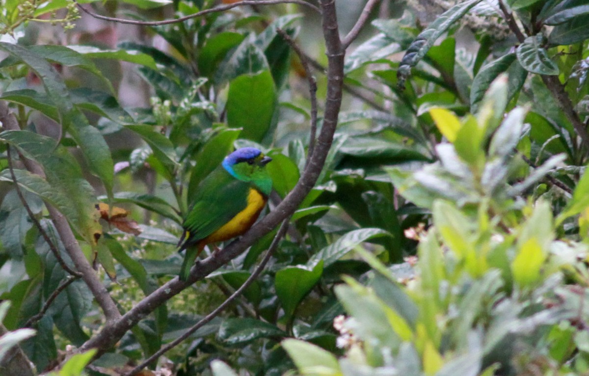 Chestnut-breasted Chlorophonia - ML22114451