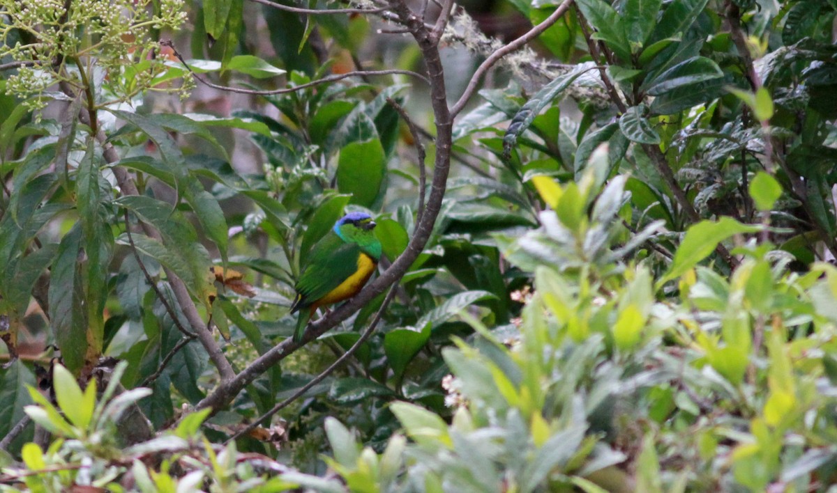 Chestnut-breasted Chlorophonia - Jay McGowan