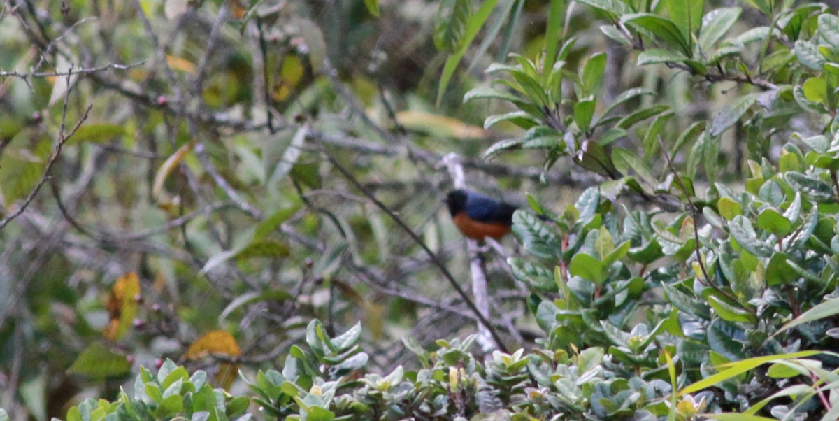 Blue-backed Conebill - ML22114481