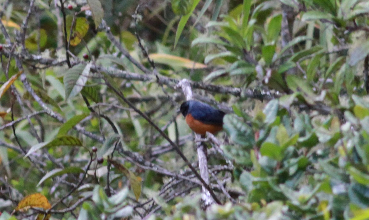 Blue-backed Conebill - Jay McGowan