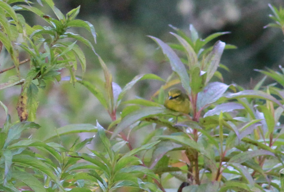 Superciliaried Hemispingus (Yellow-browed) - ML22114521