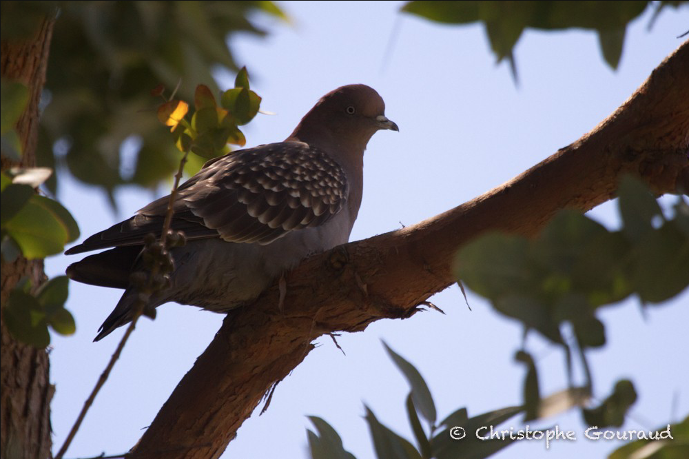 Spot-winged Pigeon (maculosa) - Christophe Gouraud