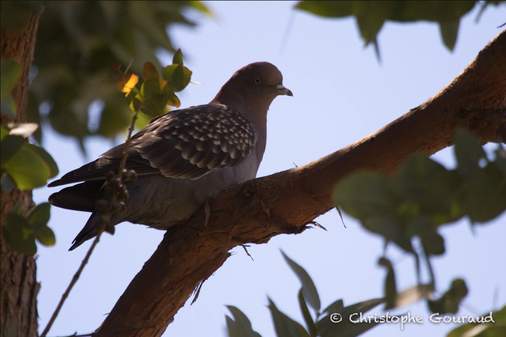 Spot-winged Pigeon (maculosa) - ML221146411