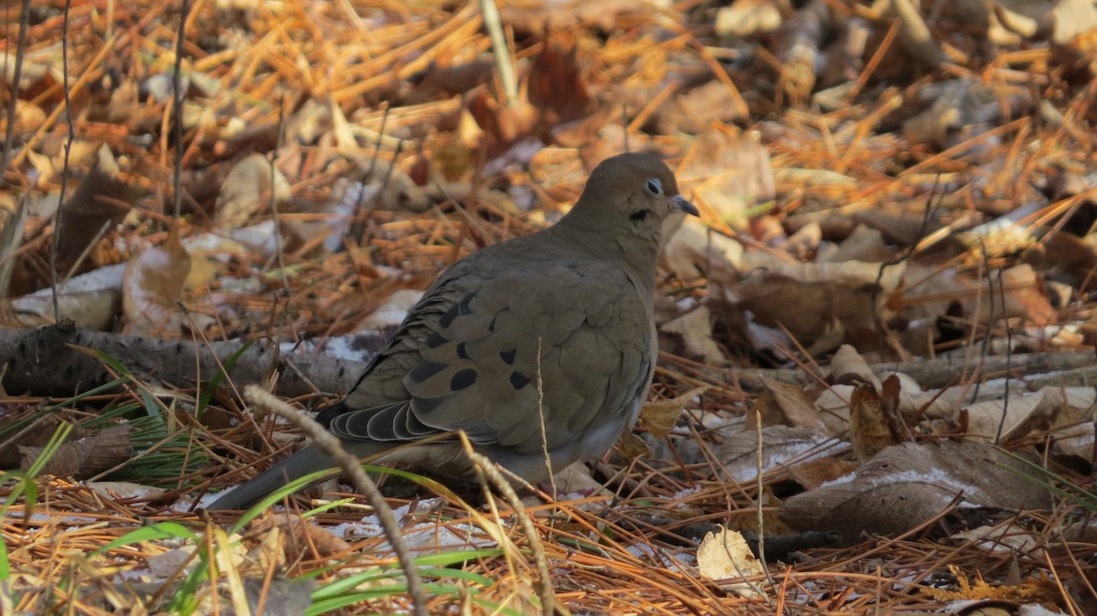 Mourning Dove - ML22114761