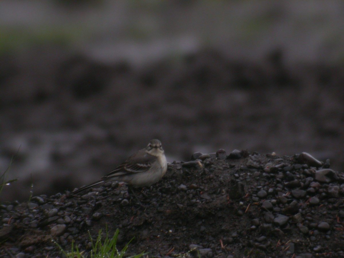 Citrine Wagtail - ML221148441