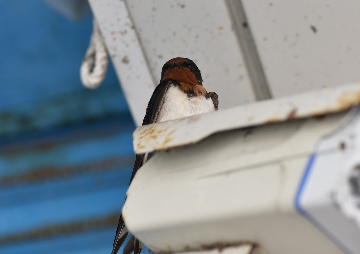 Barn Swallow - ML221149271